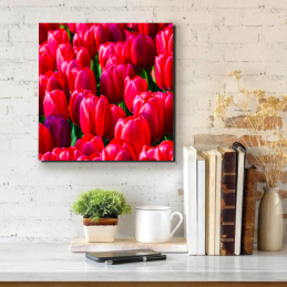 Piros tulipánok - négyzet