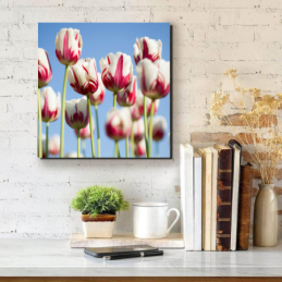 Tarka tulipánok - négyzet