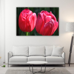 Két piros tulipán - téglalap